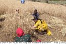 जिलाधिकारी सोनिका ने आज राजस्व ग्राम रायपुर में संपादित फसल कटाई प्रयोग का निरीक्षण किया