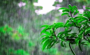 rain-111