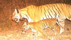 tigress_beb6207b3674d124f09c8137c2b7b2df