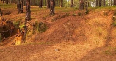 राज्य सरकार ने एक वर्ष में पांच करोड़ रूपये से ज्यादा का पिरूल खरीदा