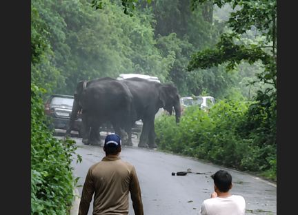 elephant.jpg